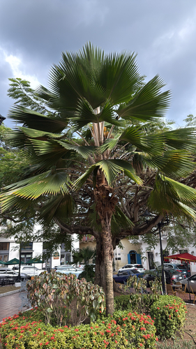 Palmeira de Fiji Leque