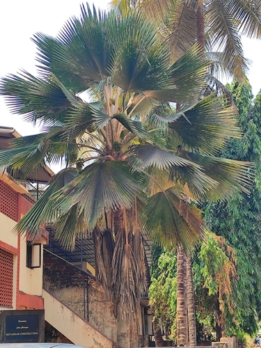 Palmeira de Fiji Leque