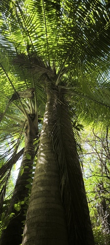 Palmeira Majestosa de Vaso