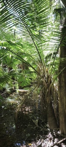 Palmeira Majestosa de Vaso