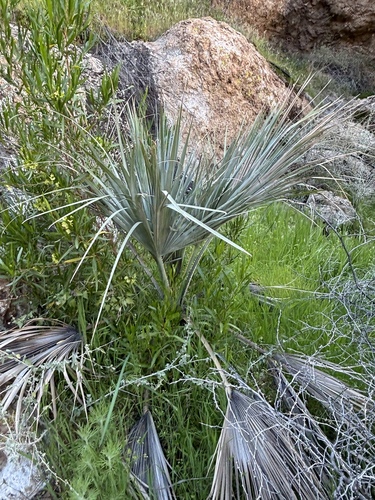 Palmeira Azul do México (Brahea)