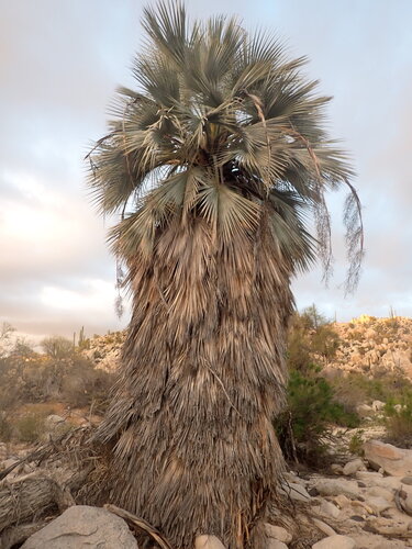 Palmeira Azul do México (Brahea)