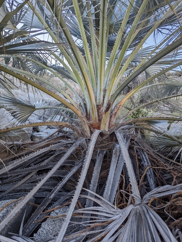 Palmeira Azul do México (Brahea)