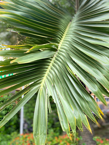 Palmeira Garrafa de Tronco Inchado