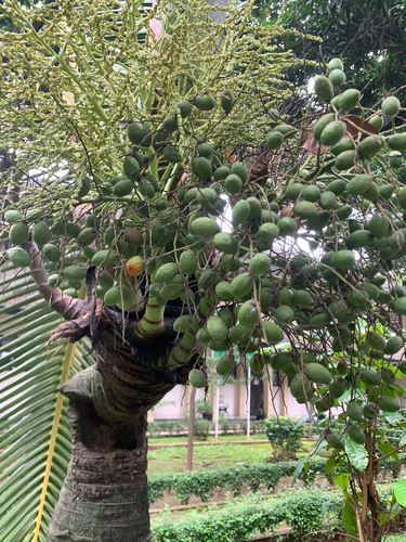 Palmeira Garrafa de Tronco Inchado
