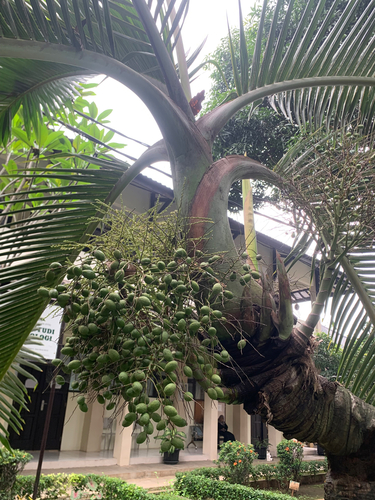 Palmeira Garrafa de Tronco Inchado