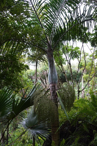 Palmeira Fuso de Coleção