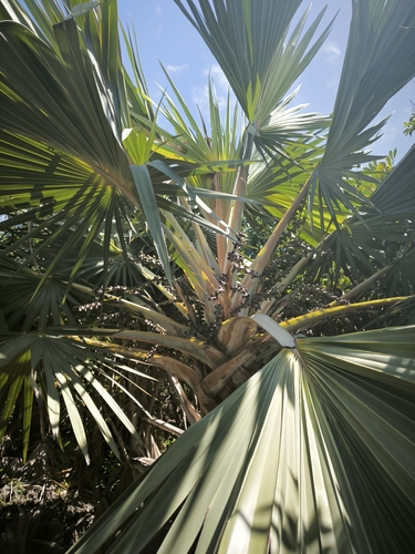 Palmeira Latânia Azul de Leque