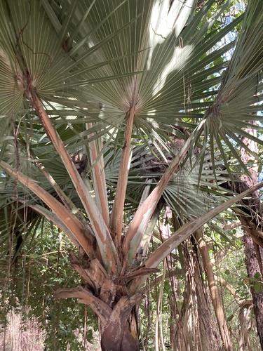 Palmeira Latânia Azul de Leque