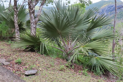 Palmeira Latânia Azul de Leque