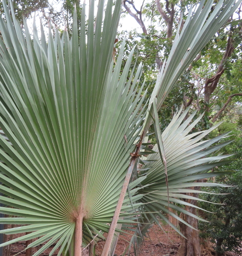 Palmeira Latânia Azul de Leque
