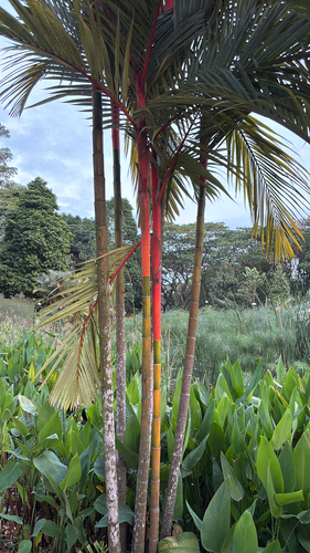 Palmeira Laca de Palmito Vermelho