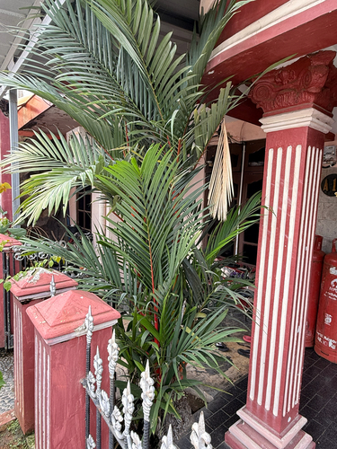 Palmeira Laca de Palmito Vermelho