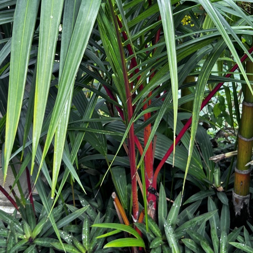 Palmeira Laca de Palmito Vermelho