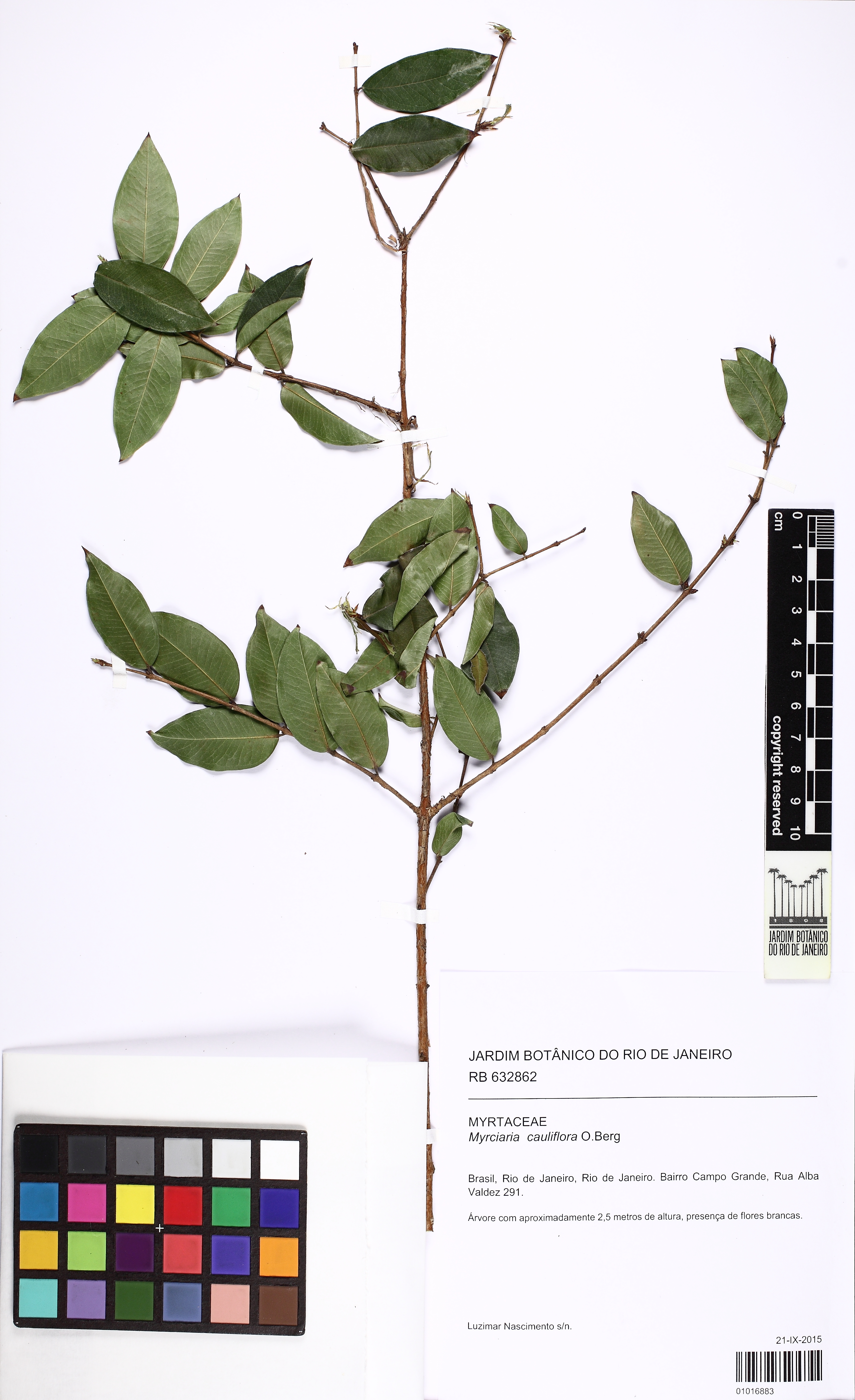 Jabuticabeira Sabará de Vaso