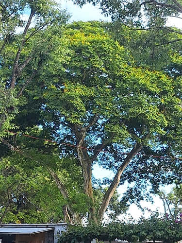 Pau-ferro de Tronco Pintado