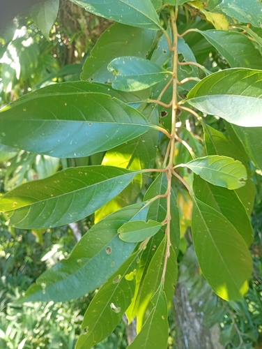 Tucaneira (Pau-de-viola)