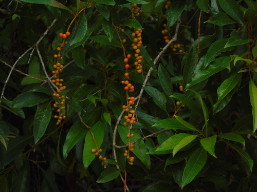 Tucaneira (Pau-de-viola)