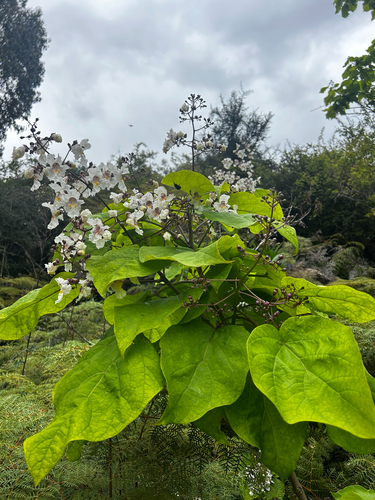 Catalpa de Folha Coração