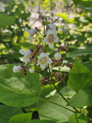 Catalpa de Folha Coração