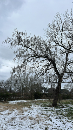 Catalpa de Folha Coração