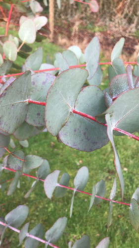 Eucalipto Azul de Calçada (Cider Gum)