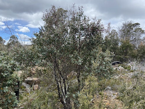 Eucalipto Azul de Calçada (Cider Gum)