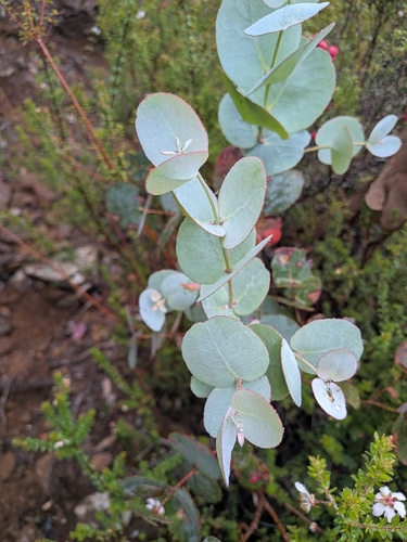Eucalipto Azul de Calçada (Cider Gum)