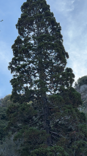 Sequoia Gigante da Califórnia