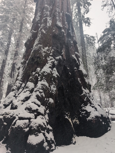 Sequoia Gigante da Califórnia