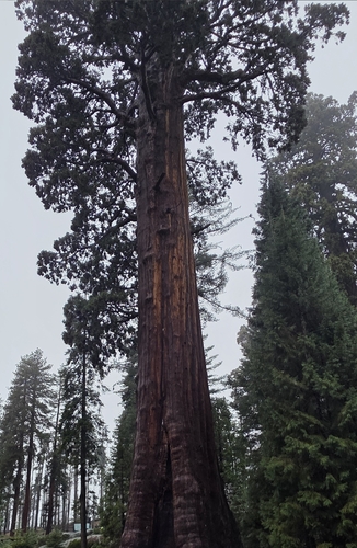 Sequoia Gigante da Califórnia