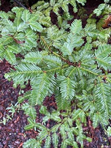 Sequoia Vermelha Gigante