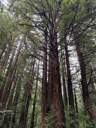 Sequoia Vermelha Gigante