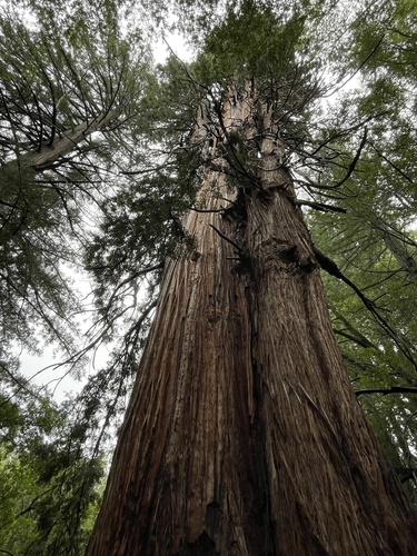 Sequoia Vermelha Gigante
