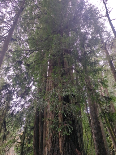 Sequoia Vermelha Gigante