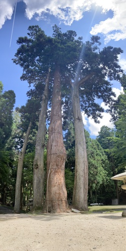 Pinheiro Guarda-chuva Japonês