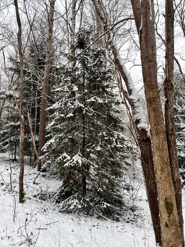 Abeto Falso de Natal (Norway Spruce)
