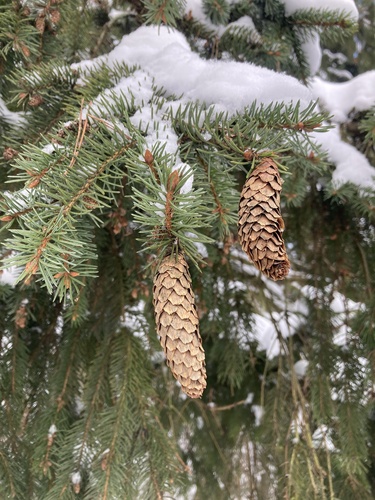 Abeto Falso de Natal (Norway Spruce)