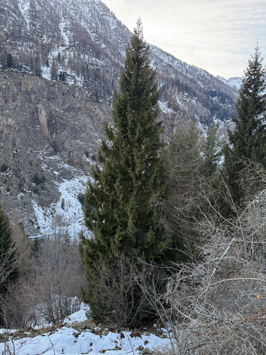 Abeto Falso de Natal (Norway Spruce)