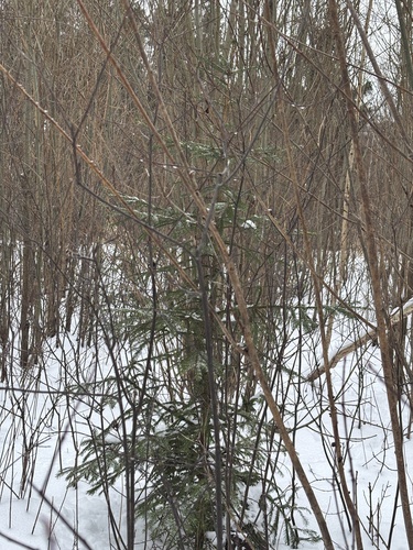 Abeto Falso de Natal (Norway Spruce)