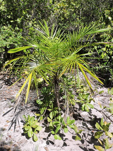 Palmeira Arití (Coqueiro de Restinga)