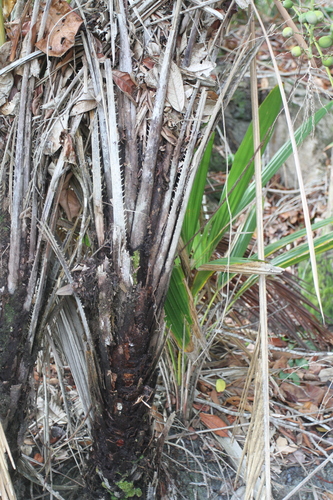 Palmeira Arití (Coqueiro de Restinga)