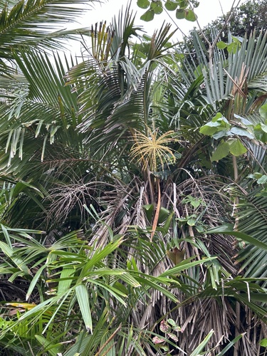 Palmeira Arití (Coqueiro de Restinga)