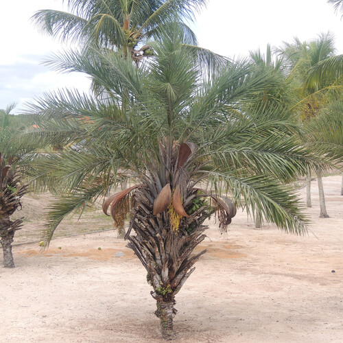 Palmeira Licuri (Ouricuri)