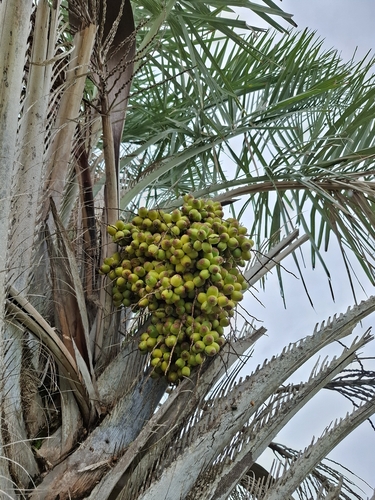 Palmeira Licuri (Ouricuri)