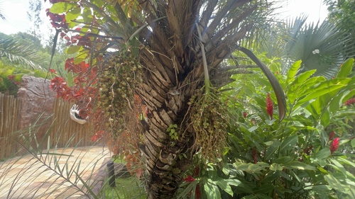 Palmeira Licuri (Ouricuri)