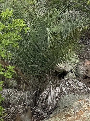Palmeira Licuri (Ouricuri)