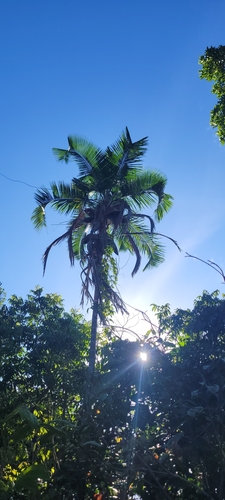 Palmeira Pati (Syagrus)
