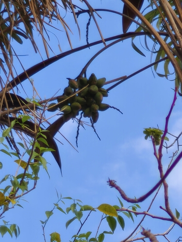 Palmeira Piririma