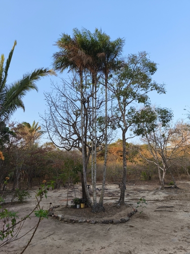 Palmeira Piririma